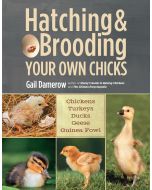 Hatching & Brooding Your Own Chicks